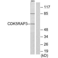 Anti-CDK5RAP3
