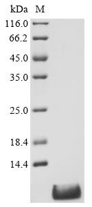 Apelin (Apln), partial, recombinant rat