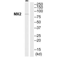 Anti-MX2