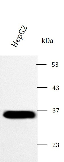 Anti-Connexin 32