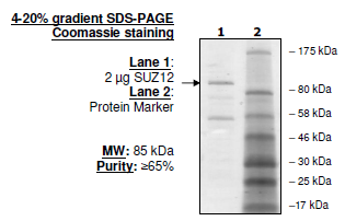 SUZ12, human recombinant protein