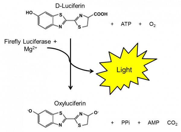 One-Step Luciferase Assay System