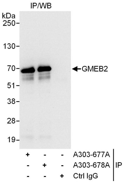 Anti-GMEB2