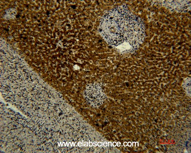 Anti-Transferrin, clone 5F9