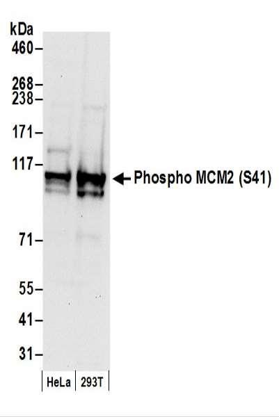 Anti-phospho-MCM2 (Ser41)
