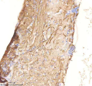 Anti-Zebrafish Rab1a / Rab1aa / Rab1ab
