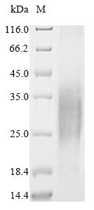 Trophoblast glycoprotein (TPBG), partial, Macaca fascicularis, recombinant