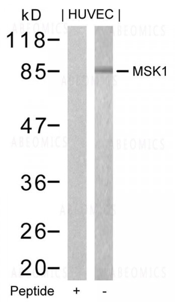 Anti-MSK1 (Ab-376)
