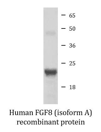 Human FGF8 (isoform A) recombinant protein (Active)