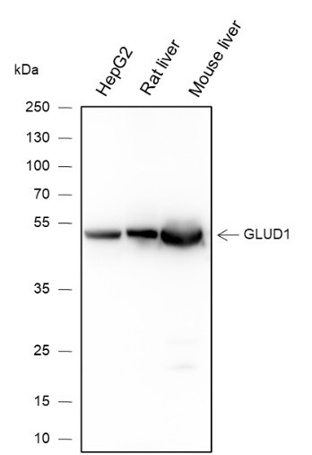 Anti-Recombinant GLUD1, clone A230
