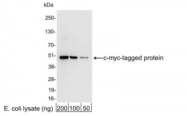 Anti-c-myc, HRP conjugated