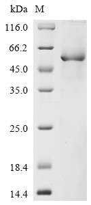 Netrin-4 (NTN4), partial, human, recombinant