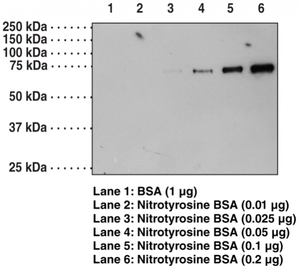 Anti-Nitrotyrosine Monoclonal Antibody (Clone CC.22.8C7.3)