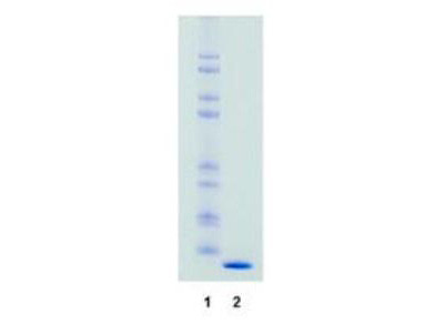 Streptavidin unconjugated