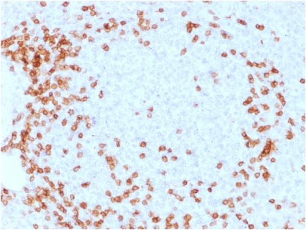 Anti-CD3e (T-Cell Marker), clone C3e/1931