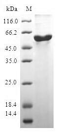 Protein boule-like (BOLL), human, recombinant