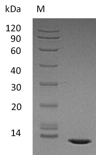 Transforming growth factor beta-2 proprotein (TGFB2), partial (Active), human, recombinant