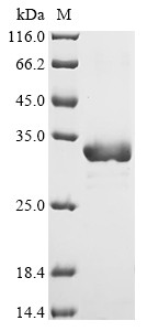 Enoyl-[acyl-carrier-protein] reductase [NADH] FabI (fabI), Escherichia coli O157:H7, recombinant