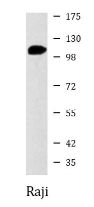 Anti-CD54 / ICAM1, clone 1C7-A8-D6