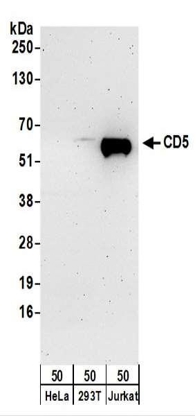 Anti-CD5