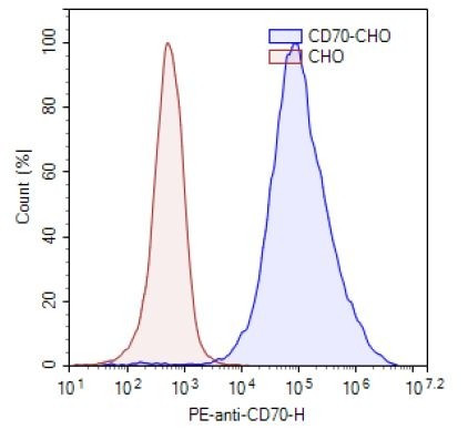 CD70-CHO Recombinant Cell line