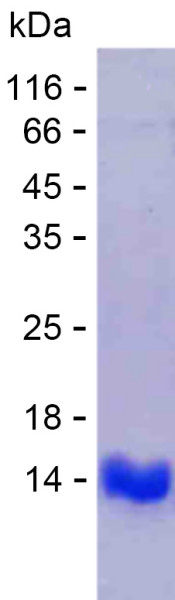 Recombinant Human delta Sarcoglycan Protein