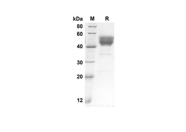 GM-CSF Protein ( Fc Tag) (recombinant human)
