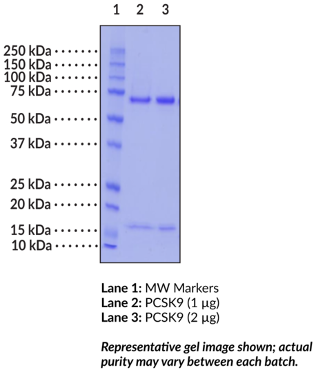PCSK9 (human, recombinant)
