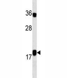Anti-IL10, clone 530CT10.5.7