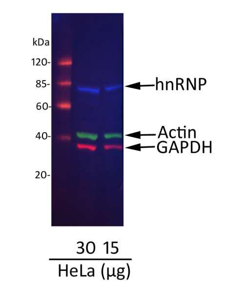 Anti-Mouse IgG-heavy and light chain cross-adsorbed, DyLight(R) 488 conjugated