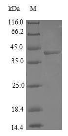 Cytochrome c oxidase subunit 7A-related protein, mitochondrial (COX7A2L), human, recombinant