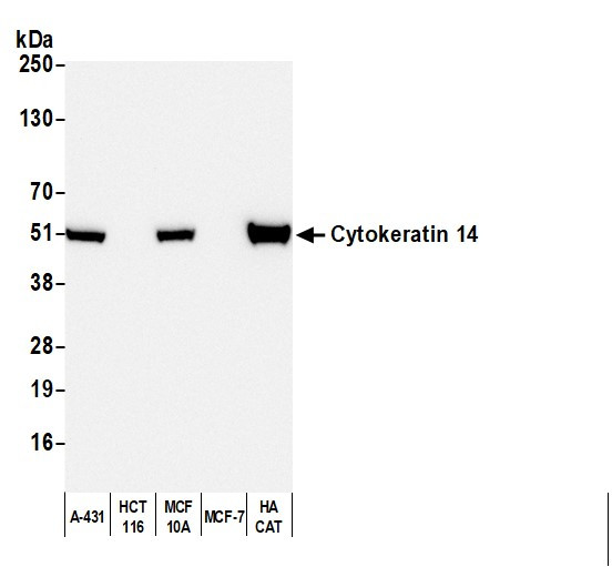 Anti-Mouse IgG3 cross-adsorbed