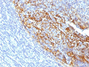 Anti-CD35, clone To5