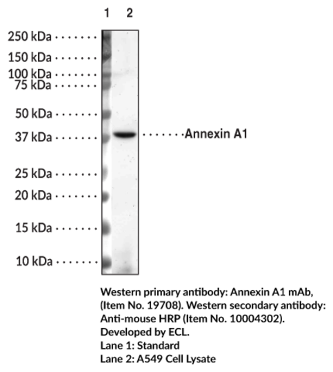 Anti-Annexin A1 (Clone 3F5)