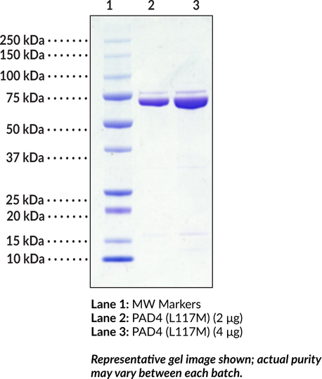 PAD4 (L117M mutant, human, recombinant)