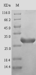 Parvalbumin beta, Gadus morhua, recombinant