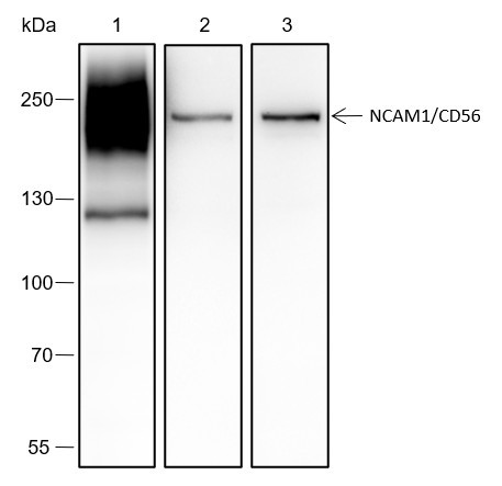 Anti-Recombinant NCAM1/CD56, clone A410