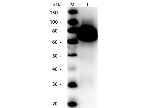 Anti-GLUCOSE OXIDASE, Peroxidase Conjugated