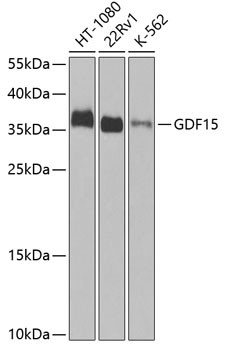 Anti-GDF15