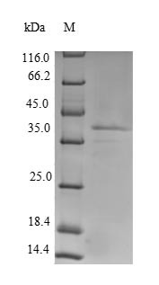 Lutropin-choriogonadotropic hormone receptor (Lhcgr), partial, rat, recombinant