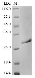 Endo-beta-N-acetylglucosaminidase H, partial, Streptomyces plicatus, recombinant