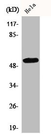 Anti-CEP55