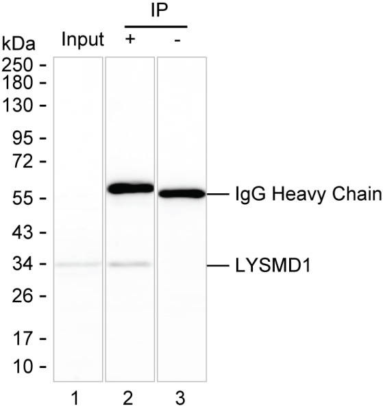 Anti-LYSMD1