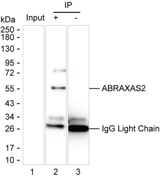 Anti-ABRAXAS2