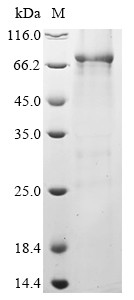 Tripartite motif-containing protein 72 (TRIM72), partial, human, recombinant