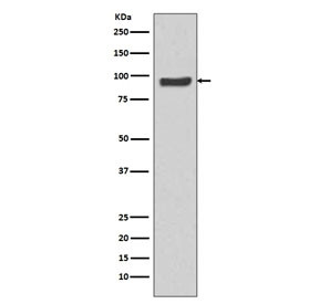 Anti-Specificity Protein 1 / Sp1, clone AOOC-19