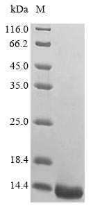 Diazepam-binding inhibitor-like 5 (Dbil5), mouse, recombinant