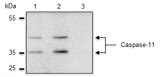 Anti-Caspase-4/11 (p20), clone Flamy-1, Biotin conjugated