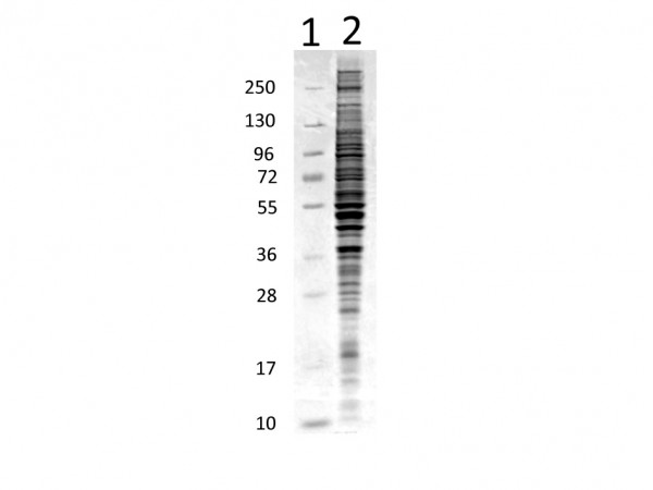 HeLa Whole Cell Lysate, 1.0 mg/ml by BCA assay, in 1X SDS-PAGE Sample Buffer