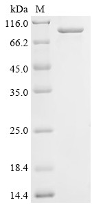 Ubiquitin carboxyl-terminal hydrolase 19 (Usp19), partial, rat, recombinant